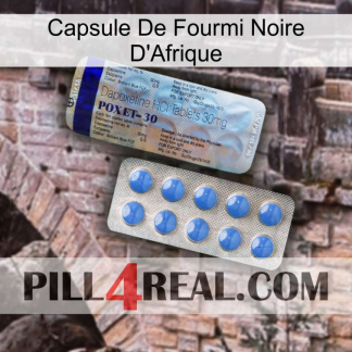 Africa Black Ant Capsule 39